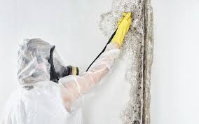 Best Industrial Mold Remediation  in USA